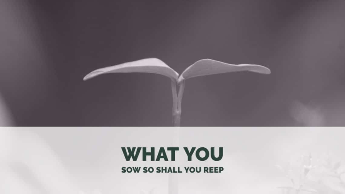 What You Sow So Shall You Reep