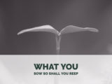 What you sow so shall you reep